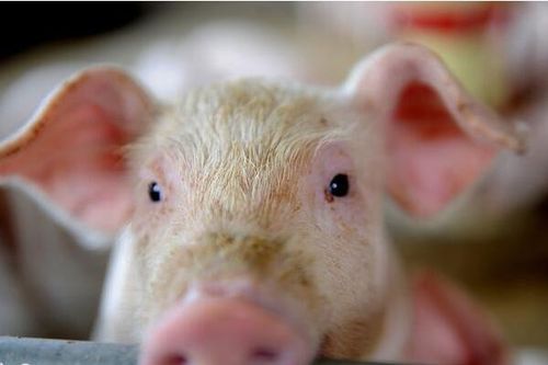 后备母猪的饲养保健防疫保健养猪母猪保健仔猪保健农产品批发更多