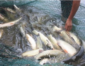一亩鱼塘可以混养多少鱼 养鱼成本是多少